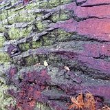 ID: Wertholz P1090860 • Titel: Wertholzplatz diverse   Wald, Forst, Hessenforst, Nordhessen : Wald, Forst, Hessenforst, Nordhessen