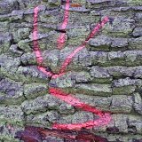 ID: Wertholz P1090864 • Titel: Wertholzplatz diverse   Wald, Forst, Hessenforst, Nordhessen : Wald, Forst, Hessenforst, Nordhessen