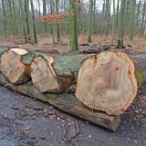 ID: Wertholz P1090865 • Titel: Wertholzplatz diverse   Wald, Forst, Hessenforst, Nordhessen : Wald, Forst, Hessenforst, Nordhessen