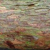 ID: Wertholz P1090874 • Titel: Wertholzplatz diverse   Wald, Forst, Hessenforst, Nordhessen : Wald, Forst, Hessenforst, Nordhessen