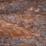 ID: Wertholz P1090876 • Titel: Wertholzplatz diverse   Wald, Forst, Hessenforst, Nordhessen : Wald, Forst, Hessenforst, Nordhessen