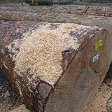 ID: Wertholz P1090881 • Titel: Wertholzplatz diverse   Wald, Forst, Hessenforst, Nordhessen : Wald, Forst, Hessenforst, Nordhessen