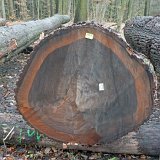 ID: Wertholz P1090883 • Titel: Wertholzplatz diverse   Wald, Forst, Hessenforst, Nordhessen : Wald, Forst, Hessenforst, Nordhessen