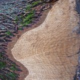 ID: Wertholz P1090887 • Titel: Wertholzplatz diverse   Wald, Forst, Hessenforst, Nordhessen : Wald, Forst, Hessenforst, Nordhessen