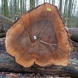 ID: Wertholz P1090890 • Titel: Wertholzplatz diverse   Wald, Forst, Hessenforst, Nordhessen : Wald, Forst, Hessenforst, Nordhessen