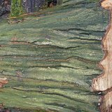 ID: Wertholz P1090895 • Titel: Wertholzplatz diverse   Wald, Forst, Hessenforst, Nordhessen : Wald, Forst, Hessenforst, Nordhessen