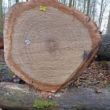 ID: Wertholz P1090905 • Titel: Wertholzplatz diverse   Wald, Forst, Hessenforst, Nordhessen : Wald, Forst, Hessenforst, Nordhessen