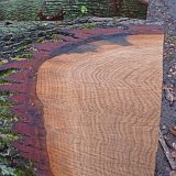 ID: Wertholz P1090915 • Titel: Wertholzplatz diverse   Wald, Forst, Hessenforst, Nordhessen : Wald, Forst, Hessenforst, Nordhessen