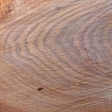 ID: Wertholz P1090916 • Titel: Wertholzplatz diverse   Wald, Forst, Hessenforst, Nordhessen : Wald, Forst, Hessenforst, Nordhessen