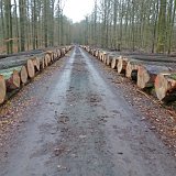 ID: Wertholz P1090918 • Titel: Wertholzplatz diverse   Wald, Forst, Hessenforst, Nordhessen : Wald, Forst, Hessenforst, Nordhessen