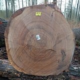 ID: Wertholz P1090926 • Titel: Wertholzplatz diverse   Wald, Forst, Hessenforst, Nordhessen : Wald, Forst, Hessenforst, Nordhessen