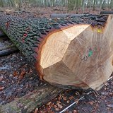 ID: Wertholz P1090930 • Titel: Wertholzplatz diverse   Wald, Forst, Hessenforst, Nordhessen : Wald, Forst, Hessenforst, Nordhessen