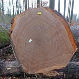 ID: Wertholz P1090932 • Titel: Wertholzplatz diverse   Wald, Forst, Hessenforst, Nordhessen : Wald, Forst, Hessenforst, Nordhessen