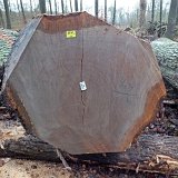 ID: Wertholz P1090935 • Titel: Wertholzplatz diverse   Wald, Forst, Hessenforst, Nordhessen : Wald, Forst, Hessenforst, Nordhessen