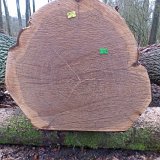 ID: Wertholz P1090941 • Titel: Wertholzplatz diverse   Wald, Forst, Hessenforst, Nordhessen : Wald, Forst, Hessenforst, Nordhessen