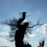 ID: Alte Bäume P1100387 • Titel: Alte Eiche auf dem Kirchhof Beberbeck   Naturdenkmale, Alte Bäume, Winter, Eichen, Nordhessen, Reinhardswald, Beberbeck, Kirchhof : Naturdenkmale, Alte Bäume, Winter, Eichen, Nordhessen, Reinhardswald, Beberbeck, Kirchhof