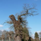 ID: Alte Bäume P1100388 • Titel: Alte Eiche auf dem Kirchhof Beberbeck   Naturdenkmale, Alte Bäume, Winter, Eichen, Nordhessen, Reinhardswald, Beberbeck, Kirchhof : Naturdenkmale, Alte Bäume, Winter, Eichen, Nordhessen, Reinhardswald, Beberbeck, Kirchhof