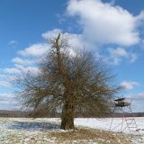 ID: Alte Bäume P1100403 • Titel: Ältester Wildapfel der Welt   Naturdenkmale, Alte Bäume, 250 Jahre, Winter, Wildapfel, Nordhessen, Reinhardswald, Beberbeck : Naturdenkmale, Alte Bäume, 250 Jahre, Winter, Wildapfel, Nordhessen, Reinhardswald, Beberbeck