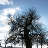 ID: Alte Bäume P1100412 • Titel: Ältester Wildapfel der Welt   Naturdenkmale, Alte Bäume, 250 Jahre, Winter, Wildapfel, Nordhessen, Reinhardswald, Beberbeck : Naturdenkmale, Alte Bäume, 250 Jahre, Winter, Wildapfel, Nordhessen, Reinhardswald, Beberbeck