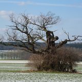 ID: Alte Bäume P1100417 • Titel: Alte Eichen in der Feldflur bei Beberbeck   Naturdenkmale, Alte Bäume, Winter, Eichen, Nordhessen, Reinhardswald, Beberbeck, Feldflur : Naturdenkmale, Alte Bäume, Winter, Eichen, Nordhessen, Reinhardswald, Beberbeck, Feldflur