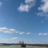 ID: Alte Bäume P1100419 • Titel: Alte Eichen in der Feldflur bei Beberbeck   Naturdenkmale, Alte Bäume, Winter, Eichen, Nordhessen, Reinhardswald, Beberbeck, Feldflur : Naturdenkmale, Alte Bäume, Winter, Eichen, Nordhessen, Reinhardswald, Beberbeck, Feldflur