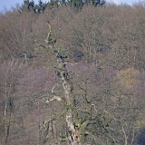 ID: Alte Bäume P1100421 • Titel: Alte Eichen in der Feldflur bei Beberbeck   Naturdenkmale, Alte Bäume, Winter, Eichen, Nordhessen, Reinhardswald, Beberbeck, Feldflur : Naturdenkmale, Alte Bäume, Winter, Eichen, Nordhessen, Reinhardswald, Beberbeck, Feldflur