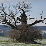 ID: Alte Bäume P1100423 • Titel: Alte Eichen in der Feldflur bei Beberbeck   Naturdenkmale, Alte Bäume, Winter, Eichen, Nordhessen, Reinhardswald, Beberbeck, Feldflur : Naturdenkmale, Alte Bäume, Winter, Eichen, Nordhessen, Reinhardswald, Beberbeck, Feldflur