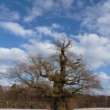 ID: Alte Bäume P1100427 • Titel: Alte Eichen in der Feldflur bei Beberbeck   Naturdenkmale, Alte Bäume, Winter, Eichen, Nordhessen, Reinhardswald, Beberbeck, Feldflur : Naturdenkmale, Alte Bäume, Winter, Eichen, Nordhessen, Reinhardswald, Beberbeck, Feldflur