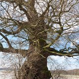 ID: Alte Bäume P1100437 • Titel: Alte Eichen in der Feldflur bei Beberbeck   Naturdenkmale, Alte Bäume, Winter, Eichen, Nordhessen, Reinhardswald, Beberbeck, Feldflur : Naturdenkmale, Alte Bäume, Winter, Eichen, Nordhessen, Reinhardswald, Beberbeck, Feldflur