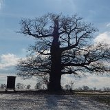 ID: Alte Bäume P1100445 • Titel: Alte Eichen in der Feldflur bei Beberbeck   Naturdenkmale, Alte Bäume, Winter, Eichen, Nordhessen, Reinhardswald, Beberbeck, Feldflur : Naturdenkmale, Alte Bäume, Winter, Eichen, Nordhessen, Reinhardswald, Beberbeck, Feldflur