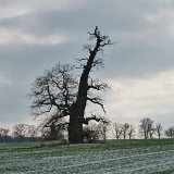 ID: Alte Bäume P1100462 • Titel: Alte Eichen in der Feldflur bei Beberbeck   Naturdenkmale, Alte Bäume, Winter, Eichen, Nordhessen, Reinhardswald, Beberbeck, Feldflur : Naturdenkmale, Alte Bäume, Winter, Eichen, Nordhessen, Reinhardswald, Beberbeck, Feldflur