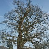 ID: Alte Bäume SDIM0026 • Titel: Erste Eiche Gut Hessel   Alte Bäume, Naturdenkmale, Winter, Eichsfeld, Thüringen, Wiesenfeld, Hesselbach : Alte Bäume, Naturdenkmale, Winter, Eichsfeld, Thüringen, Wiesenfeld, Hesselbach