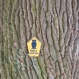 ID: Alte Bäume SDIM0041 • Titel: Kennzeichnung Naturdenkmal   Alte Bäume, Naturdenkmale, Winter, Eichsfeld, Thüringen, Wiesenfeld, Hesselbach : Alte Bäume, Naturdenkmale, Winter, Eichsfeld, Thüringen, Wiesenfeld, Hesselbach