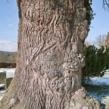 ID: Alte Bäume SDIM0052 • Titel: Alte Eiche auf dem Kirchhof Beberbeck   Naturdenkmale, Alte Bäume, Winter, Eichen, Nordhessen, Reinhardswald, Beberbeck, Kirchhof : Naturdenkmale, Alte Bäume, Winter, Eichen, Nordhessen, Reinhardswald, Beberbeck, Kirchhof