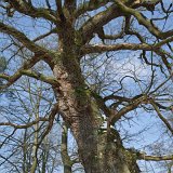 ID: Alte Bäume SDIM0056 • Titel: Zweite Eiche Gut Hessel   Alte Bäume, Naturdenkmale, Winter, Eichsfeld, Thüringen, Wiesenfeld, Hesselbach : Alte Bäume, Naturdenkmale, Winter, Eichsfeld, Thüringen, Wiesenfeld, Hesselbach