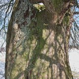 ID: Alte Bäume SDIM0061 • Titel: Ältester Wildapfel der Welt   Naturdenkmale, Alte Bäume, 250 Jahre, Winter, Wildapfel, Nordhessen, Reinhardswald, Beberbeck, Eichsfeld, Thüringen, Wiesenfeld, Hesselbach : Naturdenkmale, Alte Bäume, 250 Jahre, Winter, Wildapfel, Nordhessen, Reinhardswald, Beberbeck, Eichsfeld, Thüringen, Wiesenfeld, Hesselbach