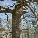ID: Alte Bäume SDIM0065 • Titel: Zweite Eiche Gut Hessel   Alte Bäume, Naturdenkmale, Winter, Eichsfeld, Thüringen, Wiesenfeld, Hesselbach : Alte Bäume, Naturdenkmale, Winter, Eichsfeld, Thüringen, Wiesenfeld, Hesselbach
