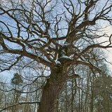 ID: Alte Bäume SDIM0067 • Titel: Zweite Eiche Gut Hessel   Alte Bäume, Naturdenkmale, Winter, Eichsfeld, Thüringen, Wiesenfeld, Hesselbach : Alte Bäume, Naturdenkmale, Winter, Eichsfeld, Thüringen, Wiesenfeld, Hesselbach