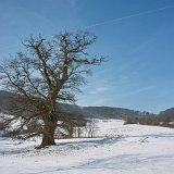 ID: Alte Bäume SDIM0070 • Titel: Erste Eiche Gut Hessel   Alte Bäume, Naturdenkmale, Winter, Eichsfeld, Thüringen, Wiesenfeld, Hesselbach : Alte Bäume, Naturdenkmale, Winter, Eichsfeld, Thüringen, Wiesenfeld, Hesselbach