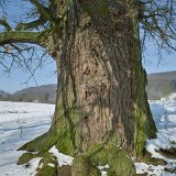 ID: Alte Bäume SDIM0074 • Titel: Erste Eiche Gut Hessel   Alte Bäume, Naturdenkmale, Winter, Eichsfeld, Thüringen, Wiesenfeld, Hesselbach : Alte Bäume, Naturdenkmale, Winter, Eichsfeld, Thüringen, Wiesenfeld, Hesselbach