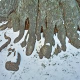 ID: Alte Bäume SDIM0159 • Titel: Dorflinde in Volkerode   Alte Bäume, 550 Jahre, Naturdenkmale, Winter, Eichsfeld, Volkerode : Alte Bäume, 550 Jahre, Naturdenkmale, Winter, Eichsfeld, Volkerode