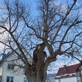 ID: Alte Bäume SDIM0165 • Titel: Dorflinde in Volkerode   Alte Bäume, 550 Jahre, Naturdenkmale, Winter, Eichsfeld, Volkerode : Alte Bäume, 550 Jahre, Naturdenkmale, Winter, Eichsfeld, Volkerode