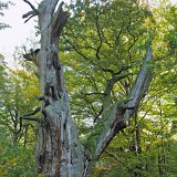 ID: Urwald Sababurg SDIM0014 • Titel: Urwald Sababurg   Wald, Hutewald, Alte Bäume, Herbst, Urwald Sababurg, Reinhardswald, Nordhessen : Wald, Hutewald, Alte Bäume, Herbst, Urwald Sababurg, Reinhardswald, Nordhessen