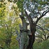 ID: Urwald Sababurg SDIM0015 • Titel: Urwald Sababurg   Wald, Hutewald, Alte Bäume, Herbst, Urwald Sababurg, Reinhardswald, Nordhessen : Wald, Hutewald, Alte Bäume, Herbst, Urwald Sababurg, Reinhardswald, Nordhessen