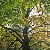 ID: Urwald Sababurg SDIM0017 • Titel: Urwald Sababurg   Wald, Hutewald, Alte Bäume, Herbst, Urwald Sababurg, Reinhardswald, Nordhessen : Wald, Hutewald, Alte Bäume, Herbst, Urwald Sababurg, Reinhardswald, Nordhessen