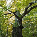 ID: Urwald Sababurg SDIM0018 • Titel: Urwald Sababurg   Wald, Hutewald, Alte Bäume, Herbst, Urwald Sababurg, Reinhardswald, Nordhessen : Wald, Hutewald, Alte Bäume, Herbst, Urwald Sababurg, Reinhardswald, Nordhessen