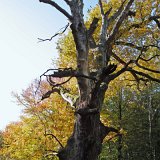 ID: Urwald Sababurg SDIM0020 • Titel: Urwald Sababurg   Wald, Hutewald, Alte Bäume, Herbst, Urwald Sababurg, Reinhardswald, Nordhessen : Wald, Hutewald, Alte Bäume, Herbst, Urwald Sababurg, Reinhardswald, Nordhessen