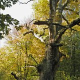 ID: Urwald Sababurg SDIM0021 • Titel: Urwald Sababurg   Wald, Hutewald, Alte Bäume, Herbst, Urwald Sababurg, Reinhardswald, Nordhessen : Wald, Hutewald, Alte Bäume, Herbst, Urwald Sababurg, Reinhardswald, Nordhessen