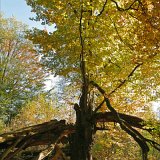 ID: Urwald Sababurg SDIM0022 • Titel: Urwald Sababurg   Wald, Hutewald, Alte Bäume, Herbst, Urwald Sababurg, Reinhardswald, Nordhessen : Wald, Hutewald, Alte Bäume, Herbst, Urwald Sababurg, Reinhardswald, Nordhessen