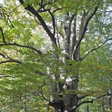 ID: Urwald Sababurg SDIM0023 • Titel: Urwald Sababurg   Wald, Hutewald, Alte Bäume, Herbst, Urwald Sababurg, Reinhardswald, Nordhessen : Wald, Hutewald, Alte Bäume, Herbst, Urwald Sababurg, Reinhardswald, Nordhessen